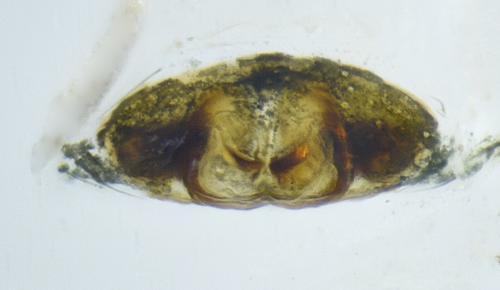 Réf. 236 153 : Entelecara acuminata